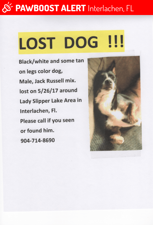 Lost Male Dog in Interlachen, FL 32148 Named Bruiser (ID 4651703