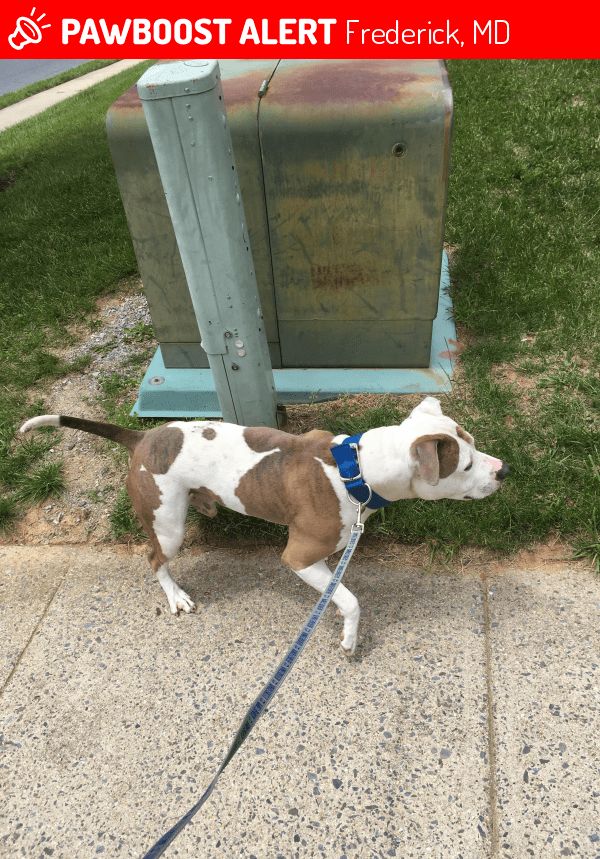 Found/Stray Male Dog in Frederick, MD 21702 (ID 4651715) PawBoost