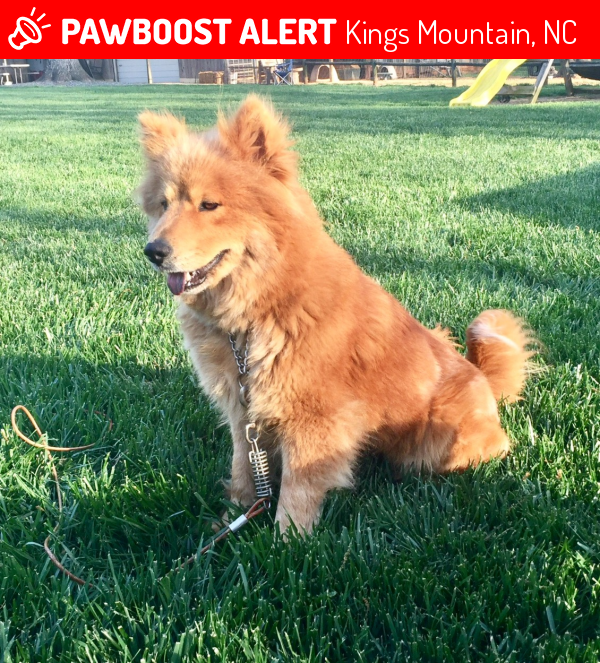 Lost Female Dog in Kings Mountain, NC 28086 Named Meeka (ID 4652649