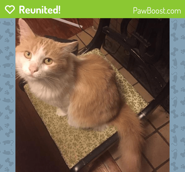 Reunited Male Cat in Louisville, KY 40206 (ID 4640850) PawBoost