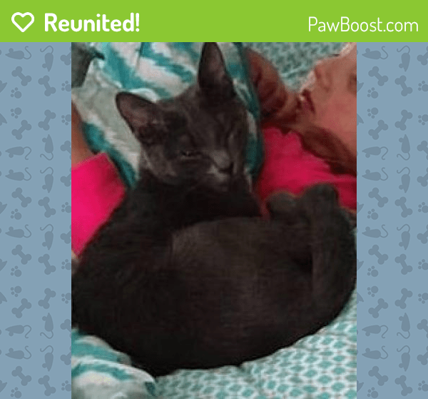 Reunited Female Cat in Gastonia, NC 28054 (ID 4641545) PawBoost