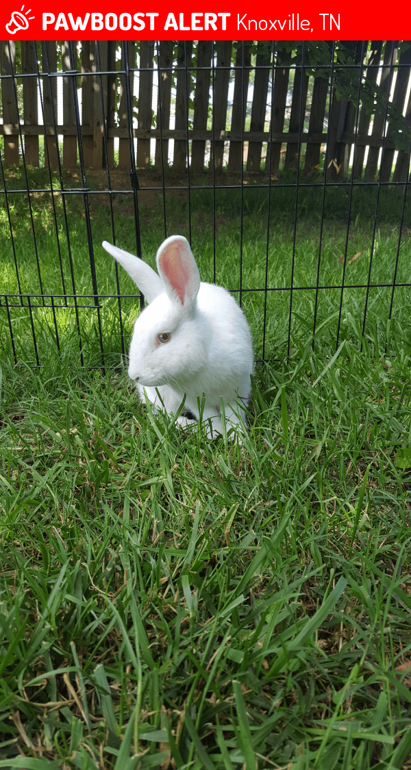 Found/Stray Rabbit in Knoxville, TN 37922 (ID 4653980) PawBoost