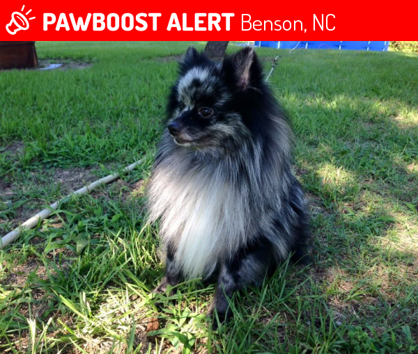 Lost Male Dog in Benson, NC 27504 Named Oreo (ID 4654484) PawBoost