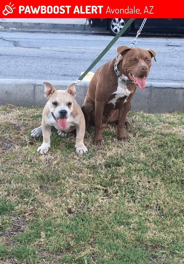 Lost Male Dog in Avondale, AZ 85323 Named Cheif (ID 4654777) PawBoost