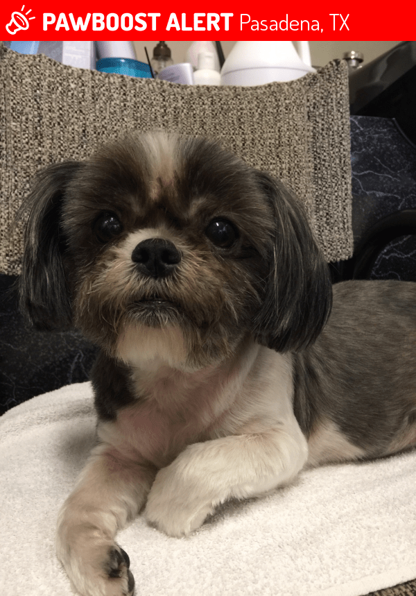 Blissfull Shih Tzu Puppies For Sale In Pasadena Tx