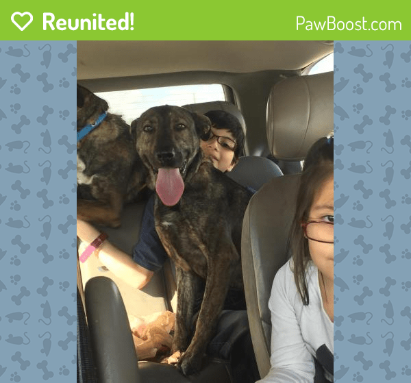 Reunited Female Dog in Las Vegas, NV 89142 (ID 4643423) PawBoost