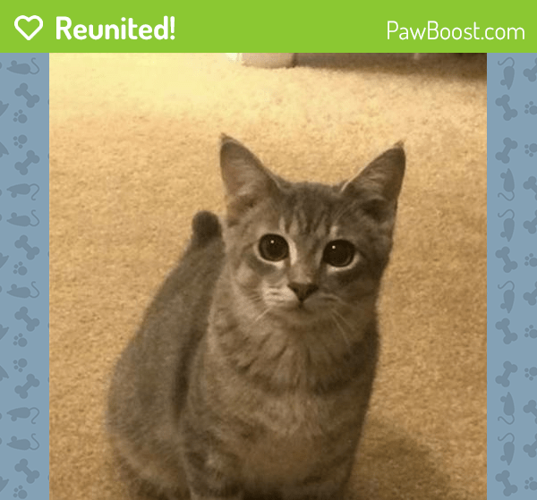 Reunited Male Cat in Union City, NJ 07087 (ID 4653174) PawBoost