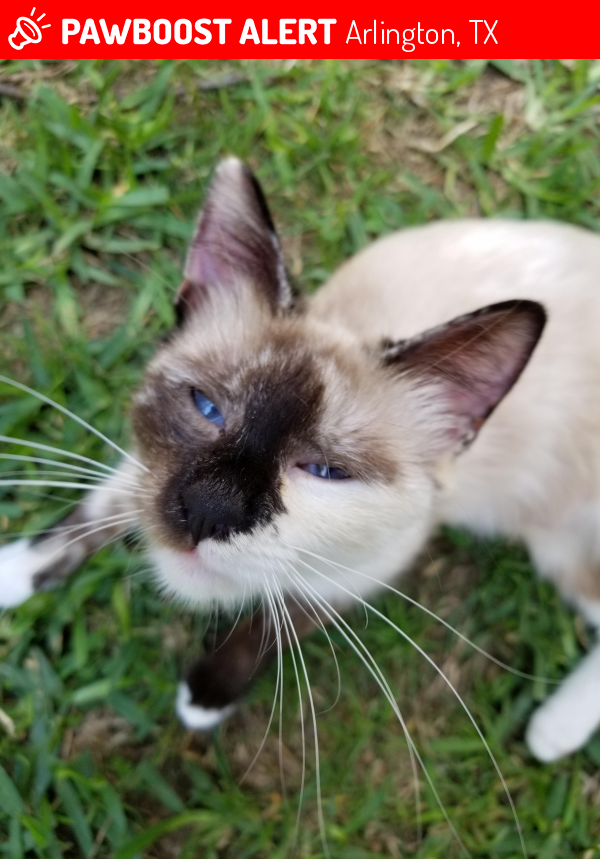 Found/Stray Female Cat in Arlington, TX 76016 (ID 4655458