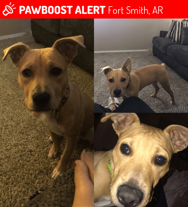 Lost Male Dog in Fort Smith, AR 72903 Named Peanut Gelato (ID 4656051