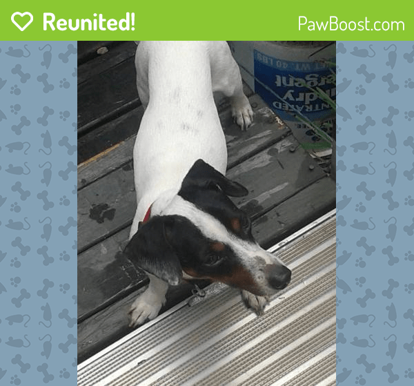 Reunited Male Dog in Dallas, TX 75218 (ID 4647626) PawBoost