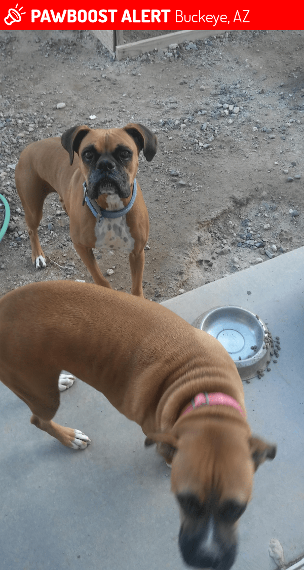 Lost Female Dog in Buckeye, AZ 85326 Named Luna (ID 4656871) PawBoost