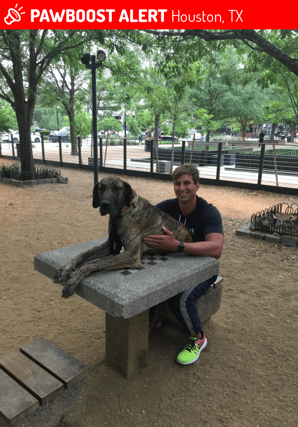 Lost Male Dog in Houston, TX 77006 Named Hercules (ID 4656957) PawBoost