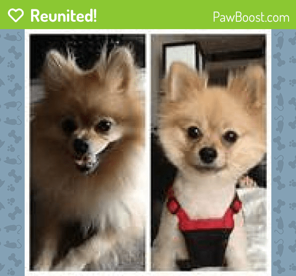 Reunited Female Dog in Choctaw, OK 73020 (ID 4649567) PawBoost