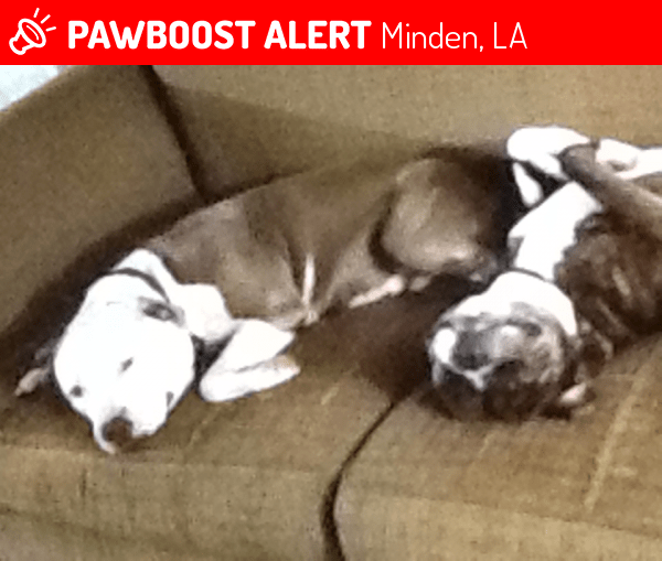 Minden, LA Lost Female Dog, Maebell Is Missing PawBoost
