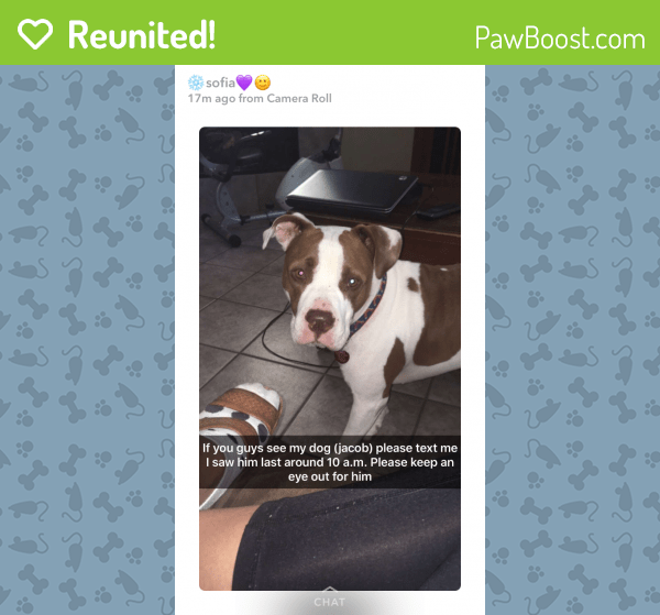 Reunited Male Dog in Denton, TX 76210 (ID 4657419) PawBoost