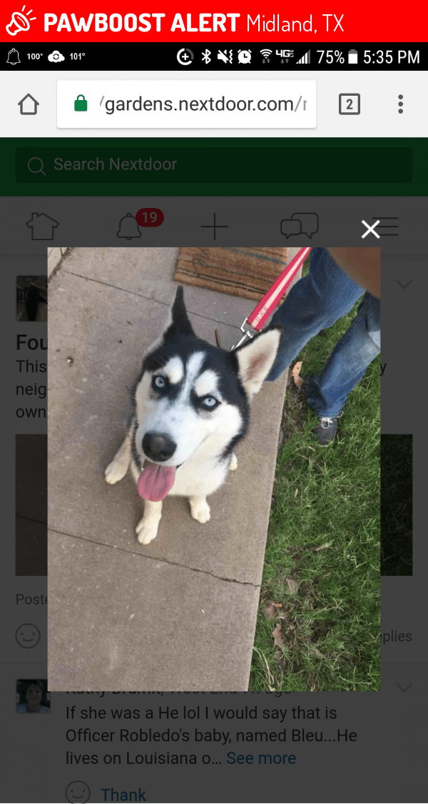 Rehomed Dog in Midland, TX 79701 (ID 4658283) PawBoost