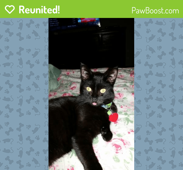 Reunited Male Cat in Rockwall, TX 75087 (ID 4647046) PawBoost