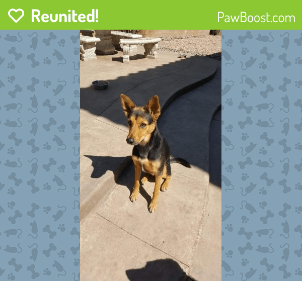 Reunited Male Dog in Lake Elsinore, CA 92532 (ID 4654140) PawBoost