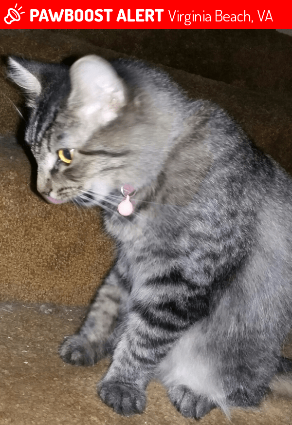 Lost Female Cat in Virginia Beach, VA 23462 Named Avery (ID 4660190