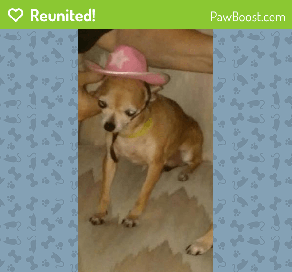 Reunited Female Dog in Port St. Lucie, FL 34983 (ID 4635598) PawBoost