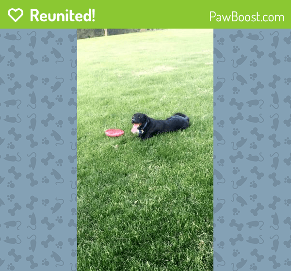 Reunited Male Dog in Johnstown, OH 43031 (ID 4643200) PawBoost
