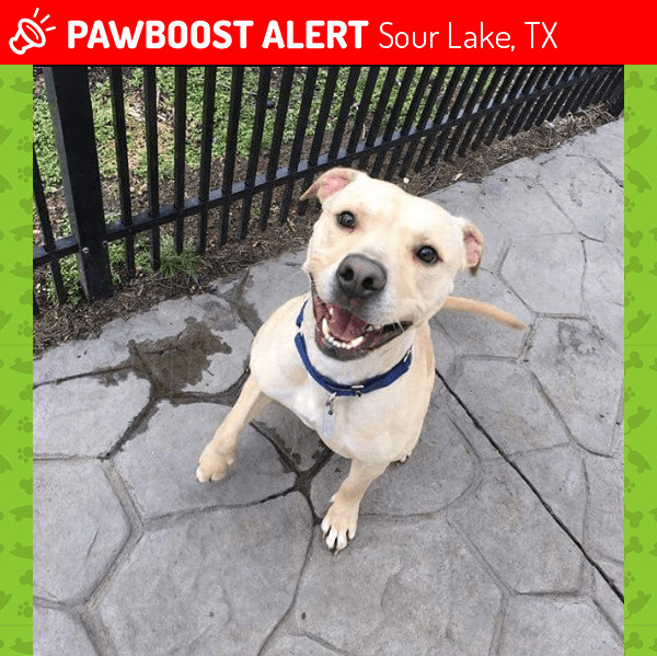 Sour Lake, TX Lost Male Dog, Buddy Is Missing PawBoost