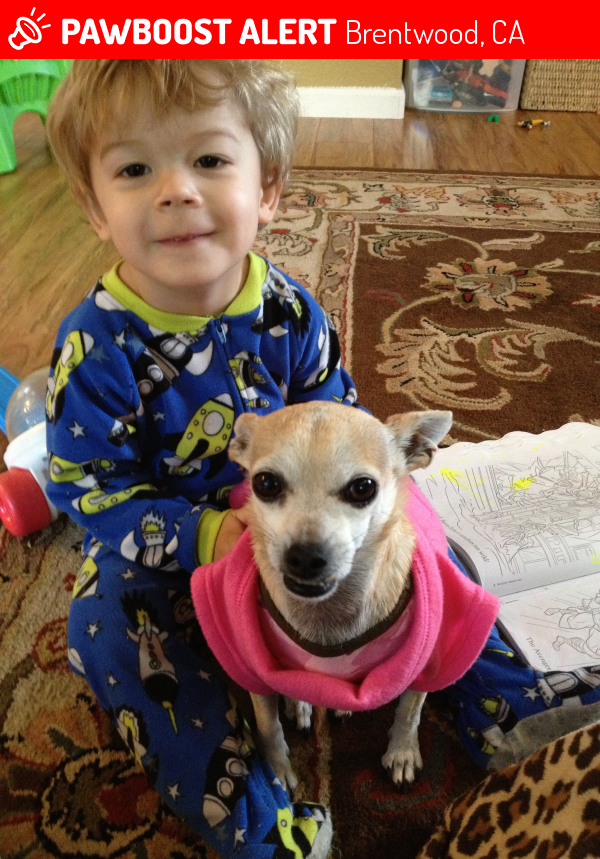 Lost Female Dog in Brentwood, CA 94513 Named Chloe (ID 4661539) PawBoost
