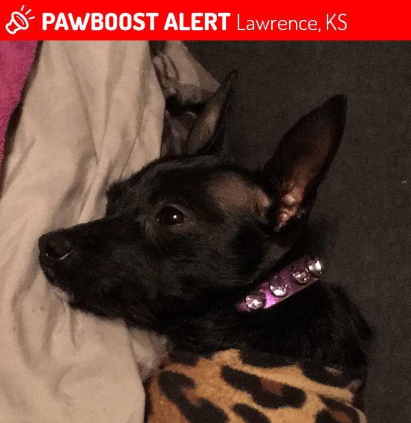 Lost Female Dog in Lawrence, KS 66044 Named Trix (ID 4662486) PawBoost