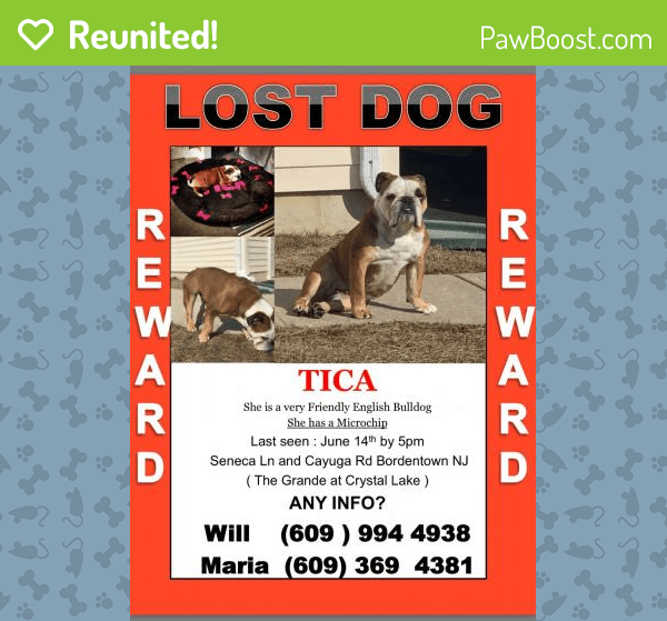 Reunited Female Dog in Bordentown, NJ 08505 (ID 4659910) PawBoost