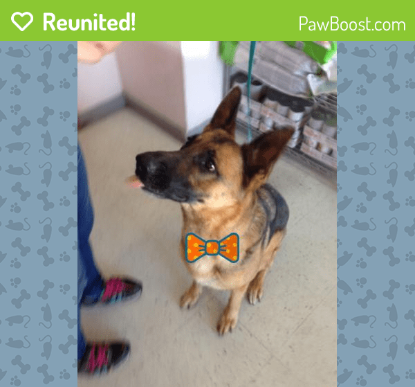 Reunited Female Dog in Las Vegas, NV 89120 (ID 4665807) PawBoost