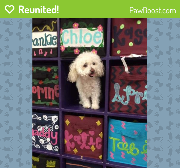 Reunited Female Dog in Rancho Cucamonga, CA 91701 (ID 4664900) PawBoost