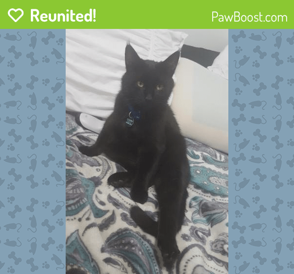 Reunited Male Cat in Hyattsville, MD 20784 (ID 4635531) PawBoost