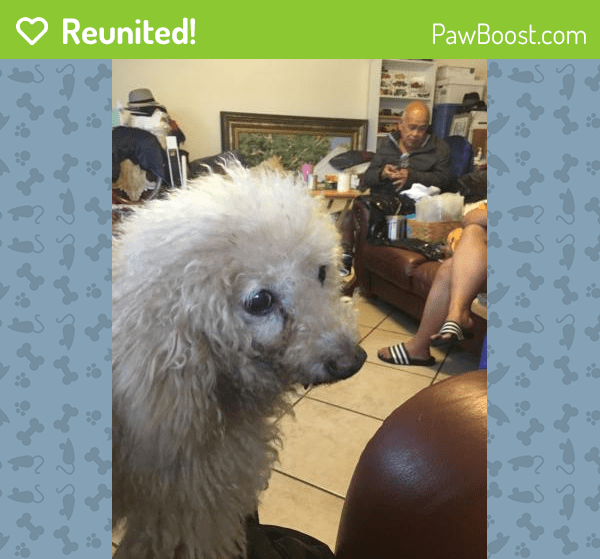 Reunited Male Dog in San Pablo, CA 94806 (ID 4673435) PawBoost