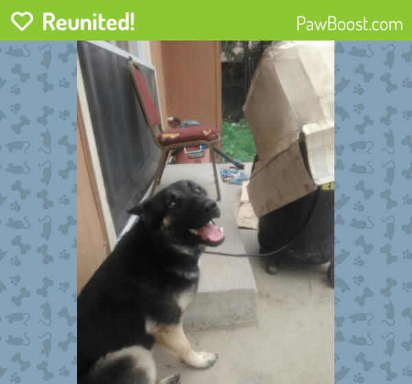 Reunited Female Dog in Visalia, CA 93277 (ID 4678296) PawBoost