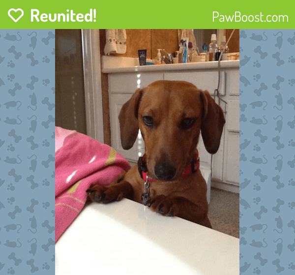 Reunited Female Dog in Burleson, TX 76028 (ID 4680208) PawBoost