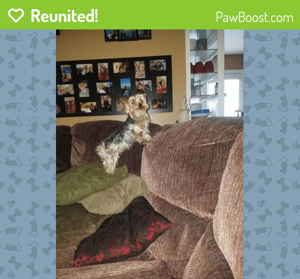 Reunited Female Dog in Las Vegas, NV 89147 (ID 4681911) PawBoost