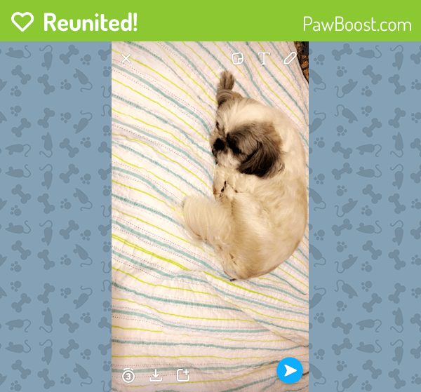 Reunited Male Dog in Kearny, NJ 07032 (ID 4684592) PawBoost