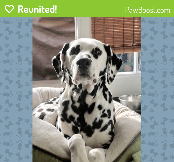 Reunited Male Dog in Torrance, CA 90504 (ID 4683412) PawBoost