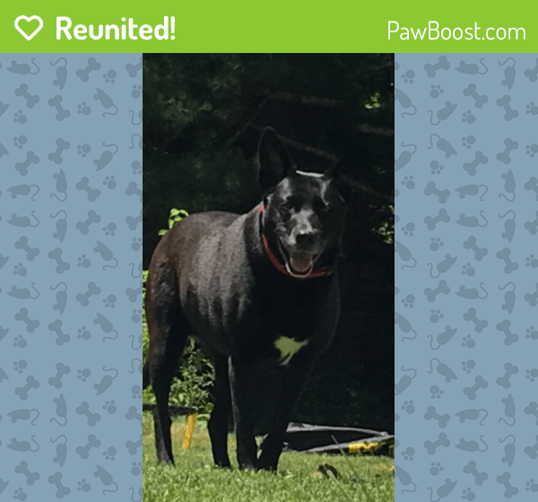 Reunited Female Dog in Wappingers Falls, NY 12590 (ID 4691288) PawBoost