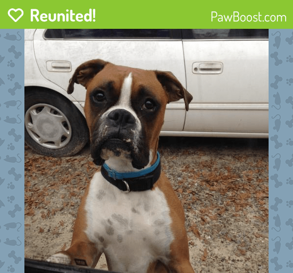 Reunited Male Dog in Vidalia, GA 30474 (ID 4689173) PawBoost