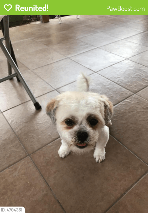 Reunited Female Dog in Las Vegas, NV 89139 (ID 4704361) PawBoost