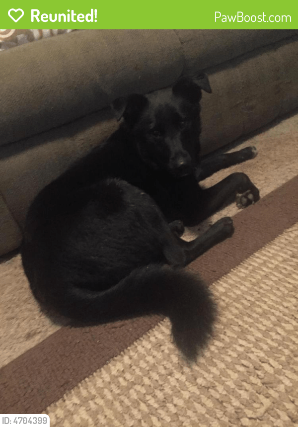 Reunited Male Dog in Carrollton, GA 30117 (ID 4704399) PawBoost