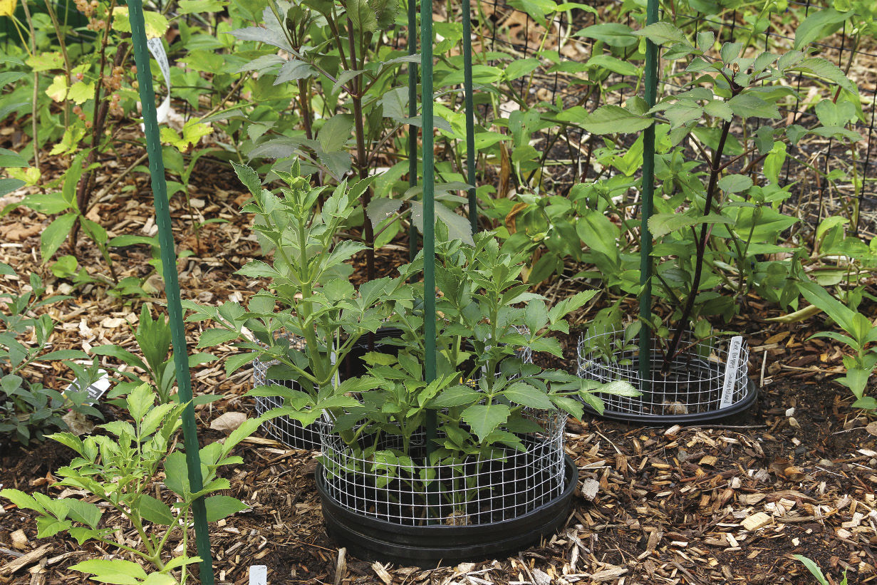 How to Get Rid of Voles in the Garden FineGardening