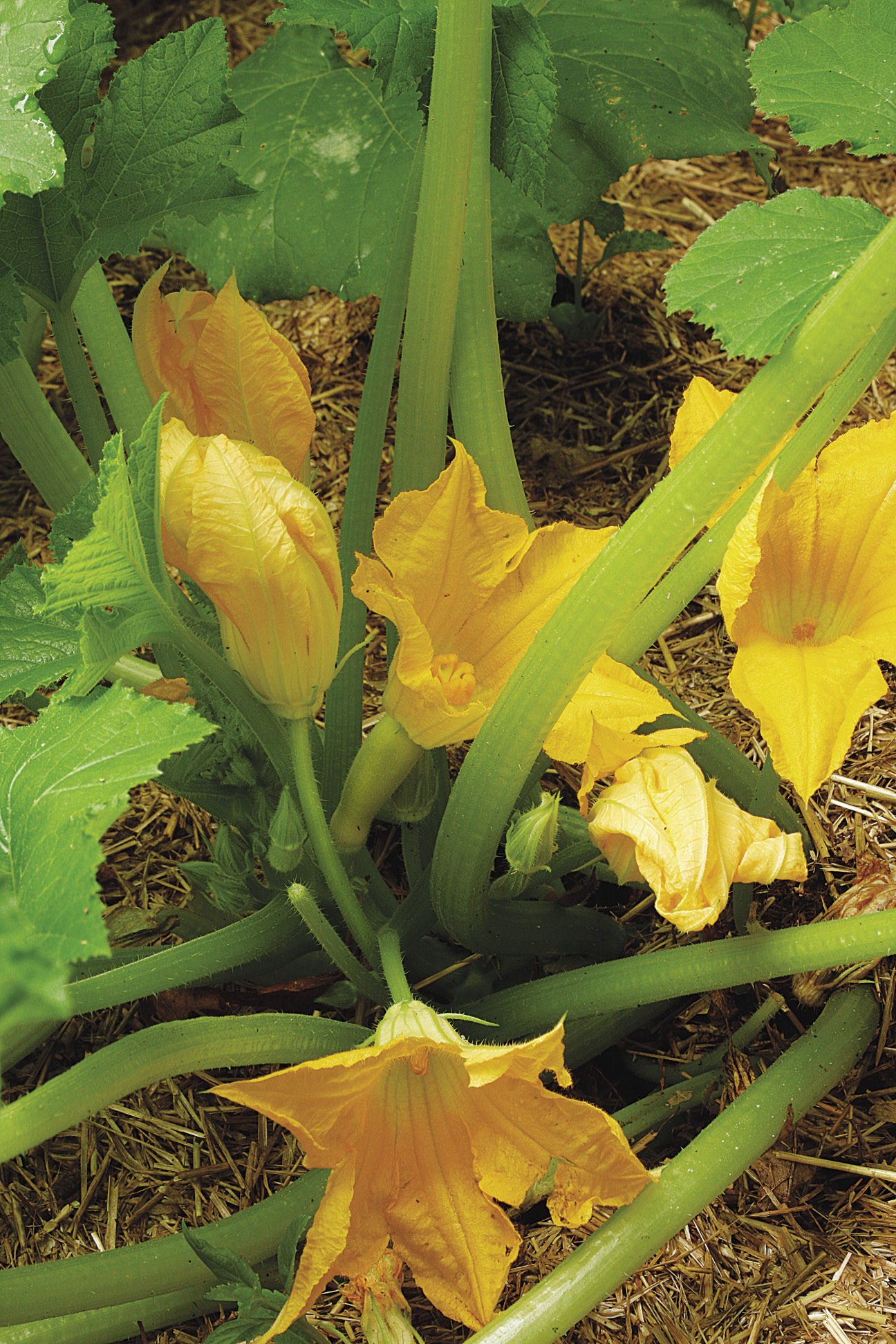 Squash Trouble Before It’s Too Late FineGardening