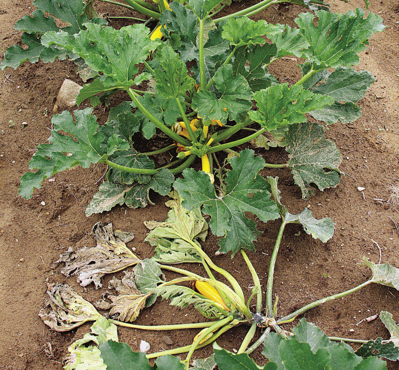 Squash Trouble Before It’s Too Late FineGardening