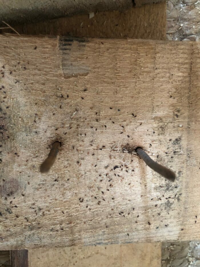 Mites on wood FineWoodworking