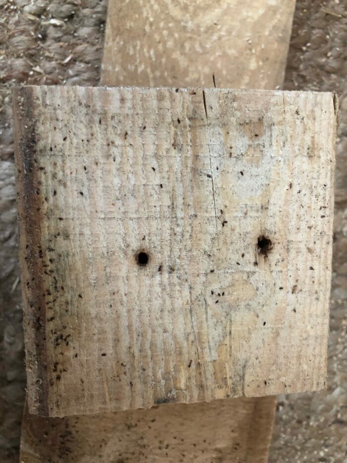 Mites on wood FineWoodworking