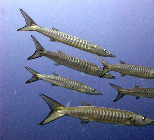 Top 32+ Stock Images show me a picture of a barracuda Updated