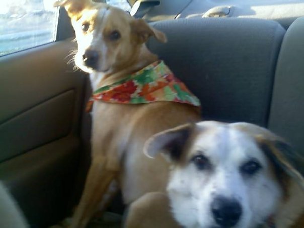 My dog needs a bilateral TPLO surgery that Fundly