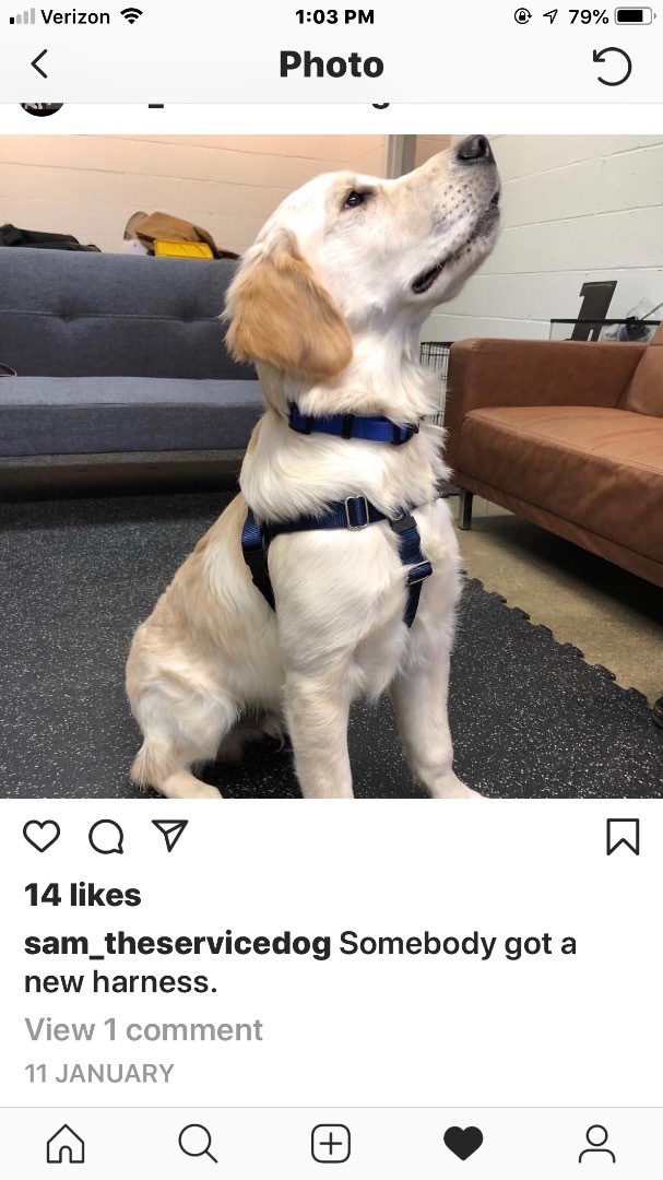 POTS Service Dog Fundly